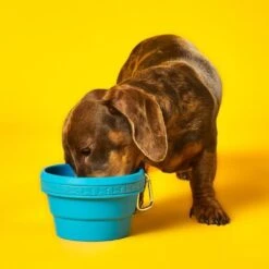Collapsible Travel Bowl For Pets -Men Clothing Store 1coho collapsible travel bowl for pets 2